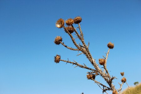 Thorns sky blue
