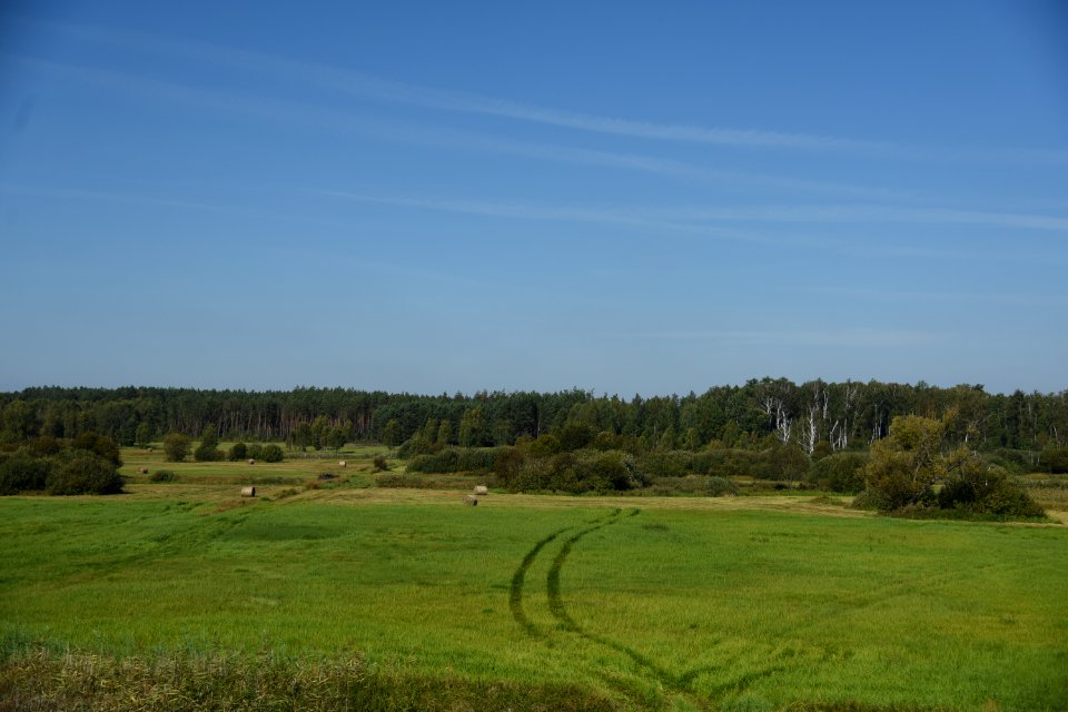 6544_Field_in_Podlaskie_Voivodeship,_September_2019