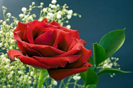 Red roses love romance photo