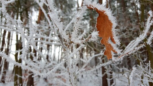 Wintry cold snow photo