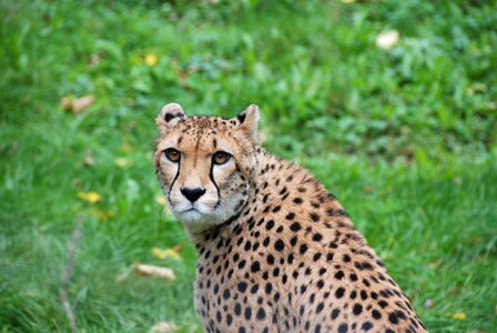 Wildcat view zoo