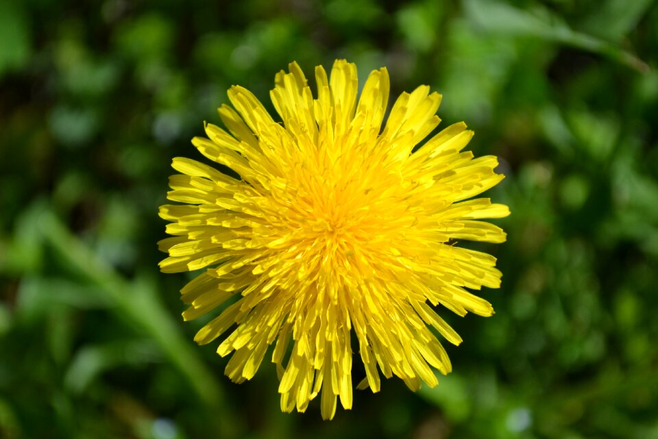 Garden yellow nature