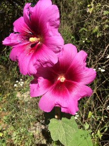Nature blossom pink