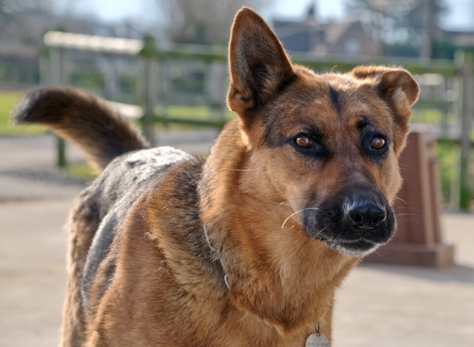 Dog german shepherd domestic animal