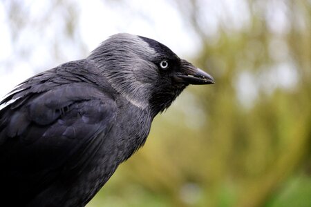 Animal nature crow photo
