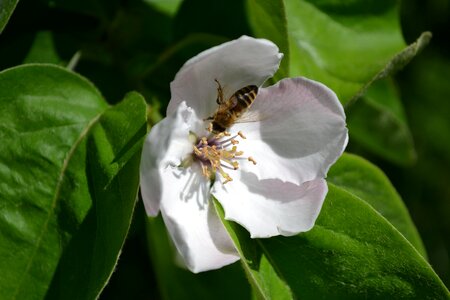 Nature pollen food