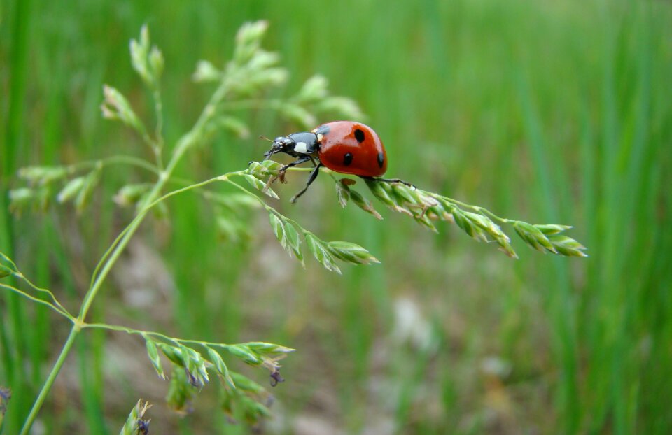 Insect ladybug nature