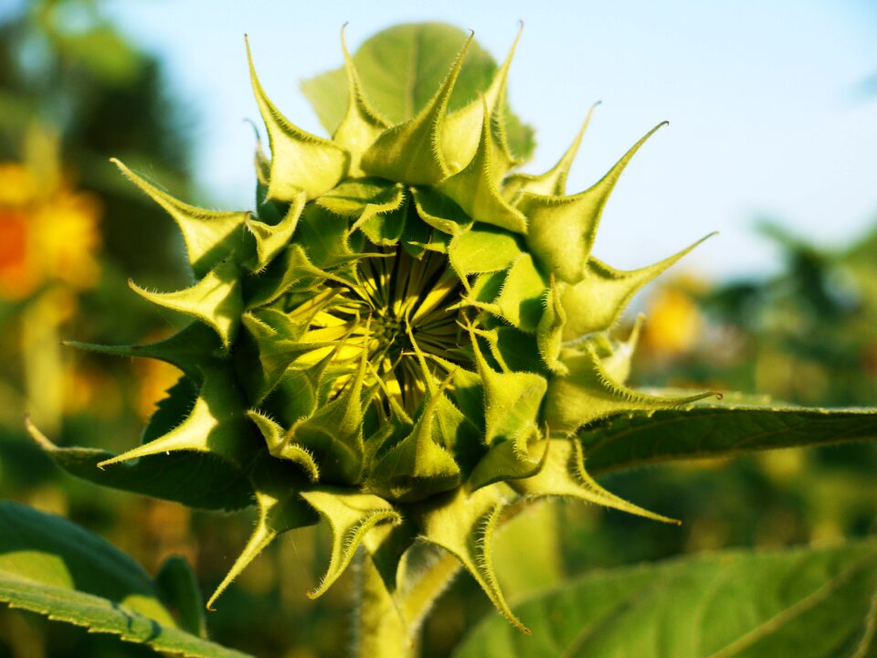 Sunny summer yellow