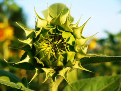 Sunny summer yellow