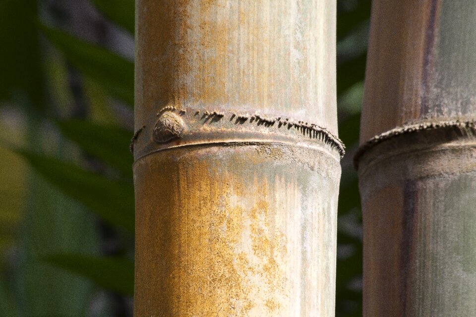 Rough giant bamboo dendrocalamus aper myanmar