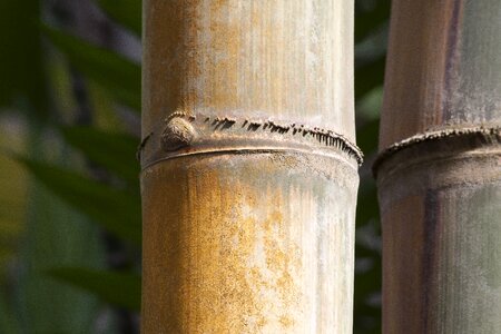 Rough giant bamboo dendrocalamus aper myanmar photo