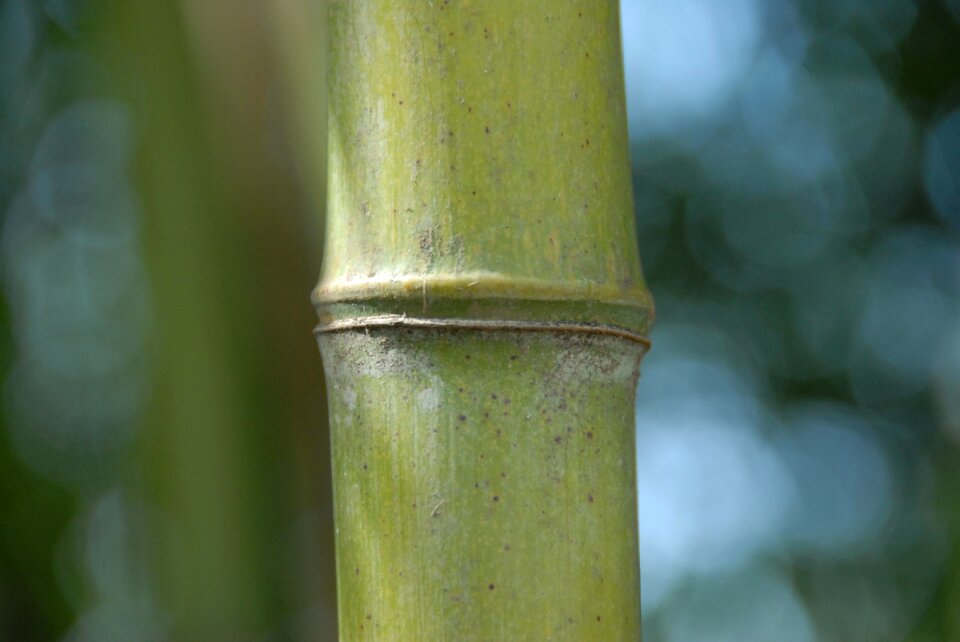 Bamboo grass nature