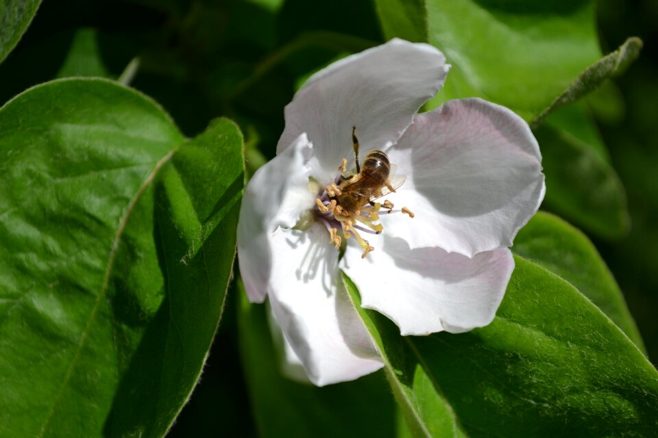 Spring white petals