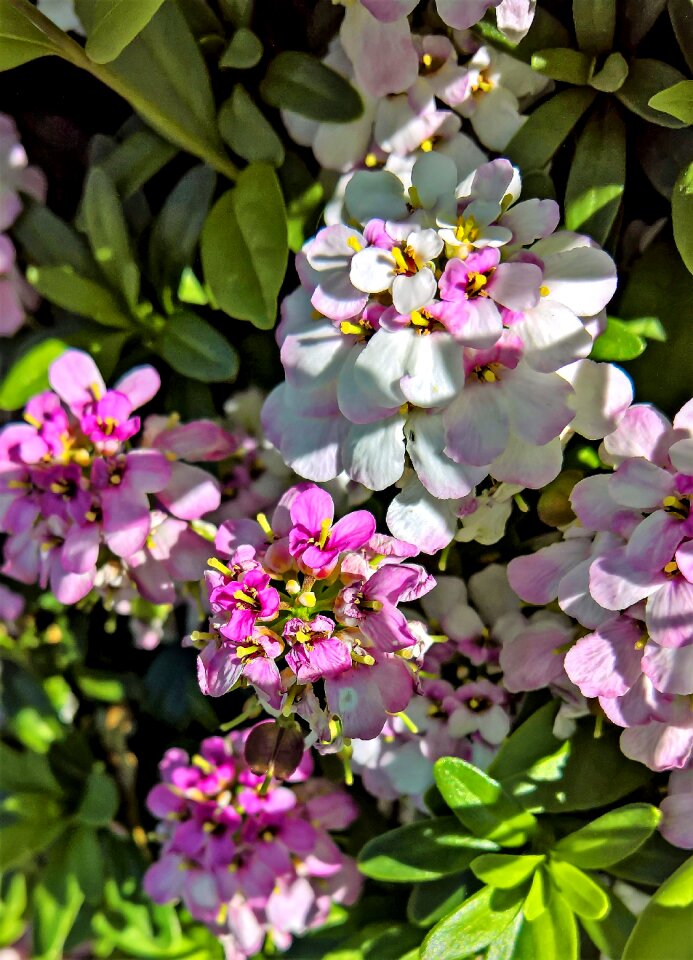 Pink white flower shrub