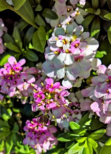 Pink white flower shrub photo