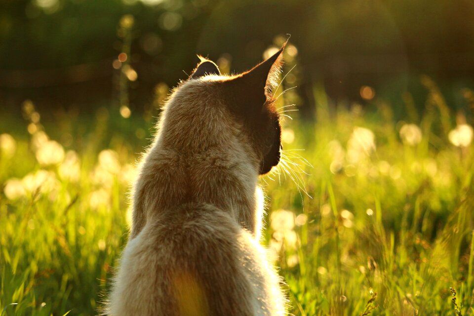 Breed cat grass dandelions photo