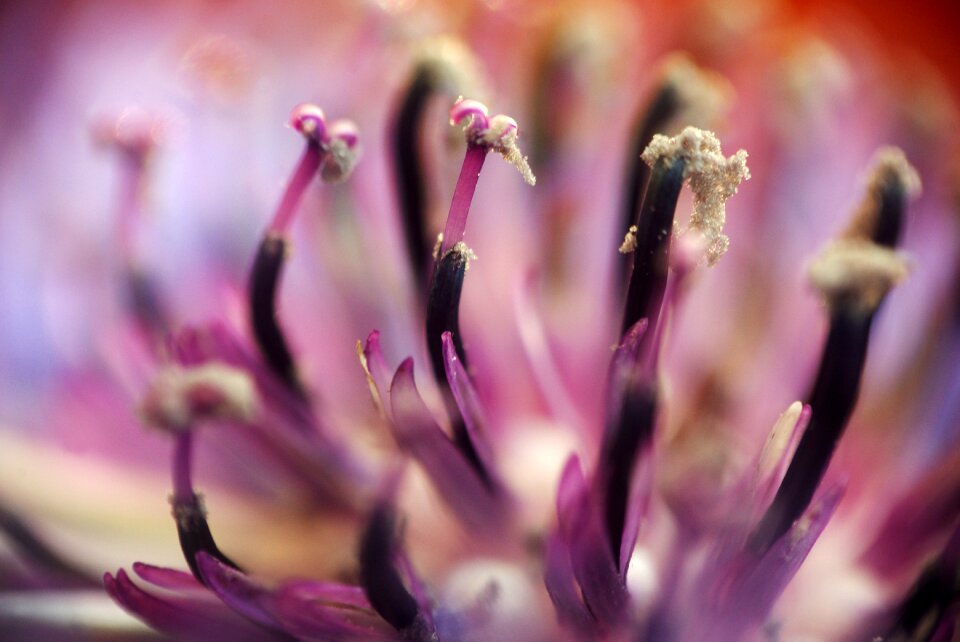 Flower garden pink