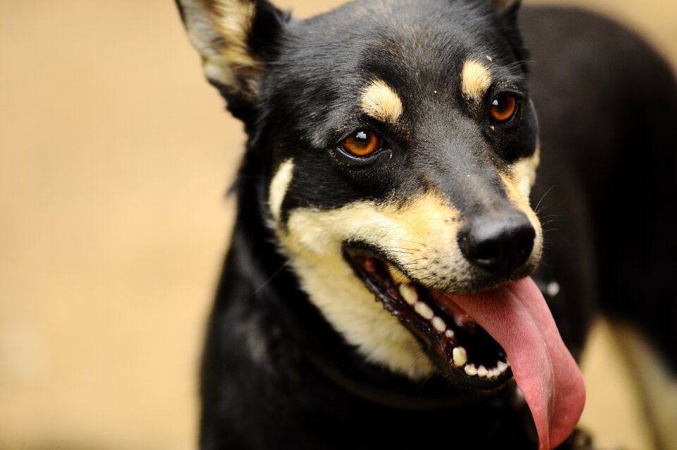 Medium dogs playing tongue