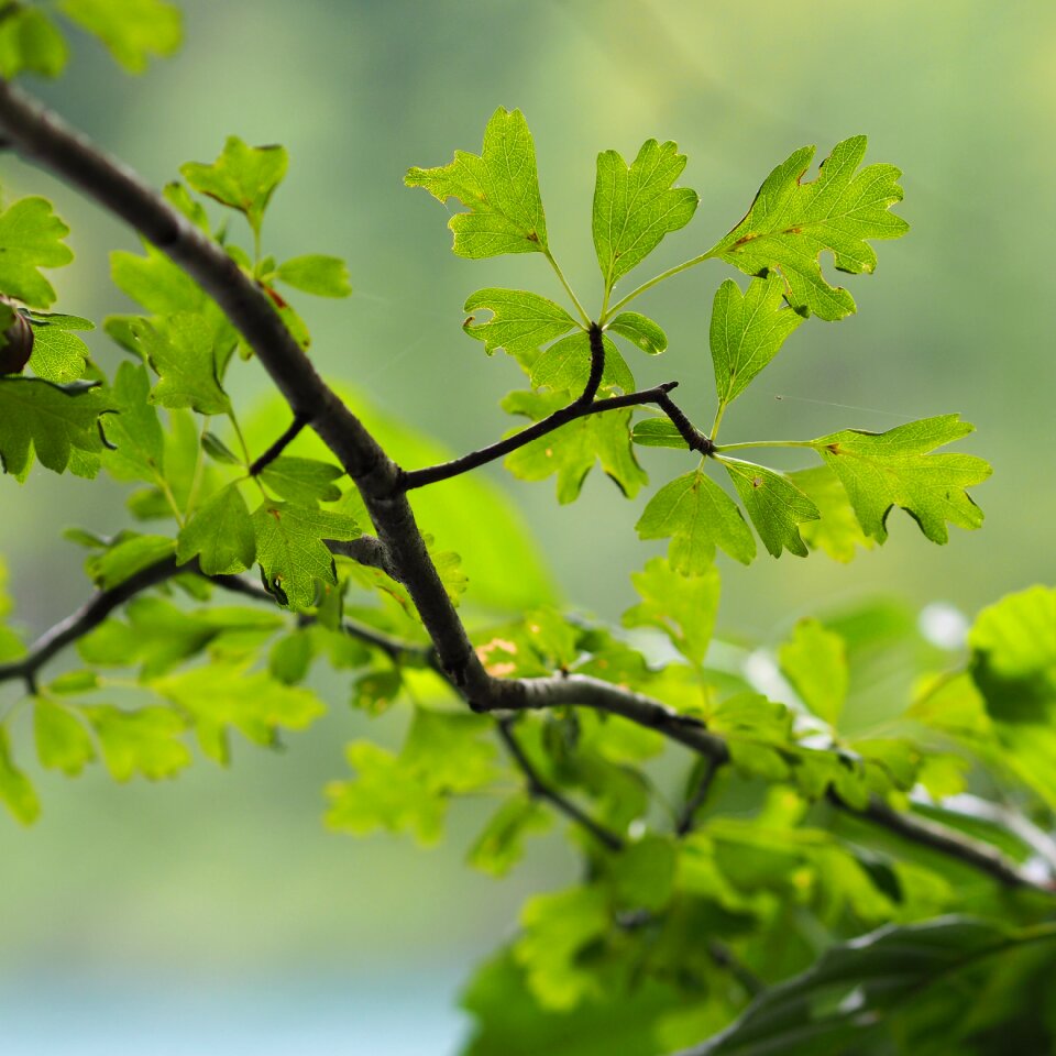 Leaves macro branches