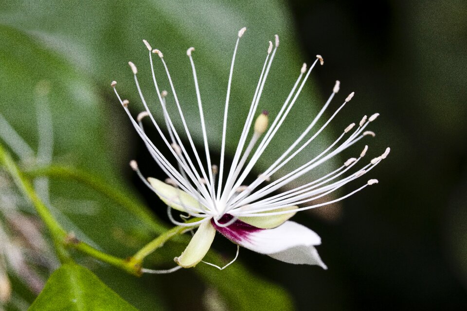 Stamp stamens flower