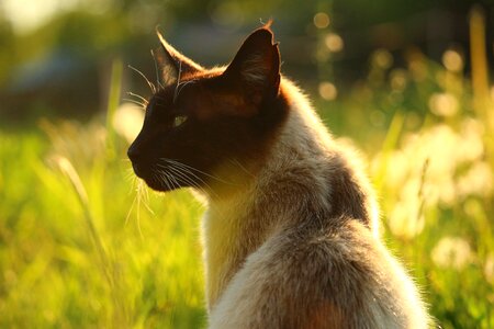 Siamese cat breed cat grass