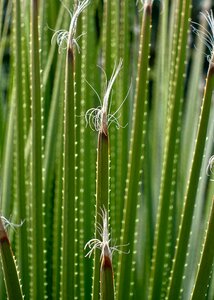 Detail nature branch