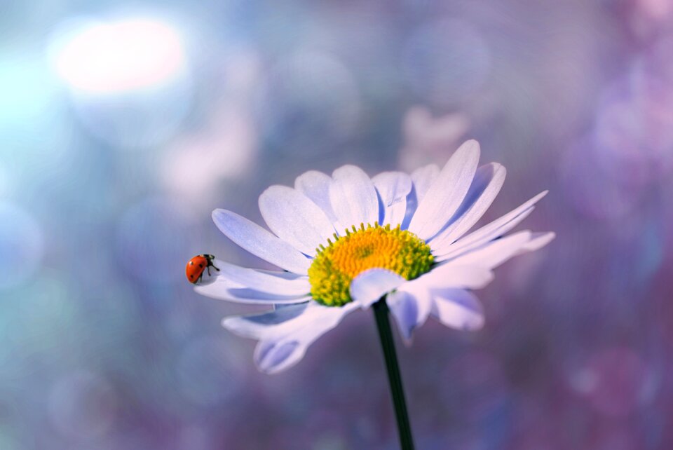 Nature blossom bloom
