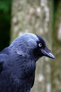 Animal nature crow