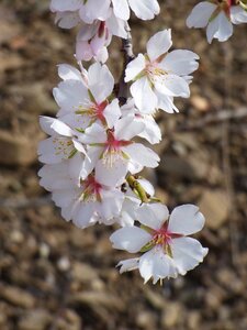 February branch flowery photo