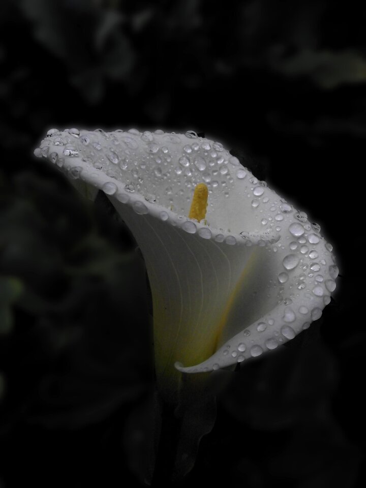 Cartridge dawn rain
