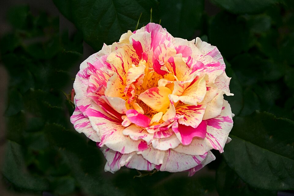 Bloom close up nature