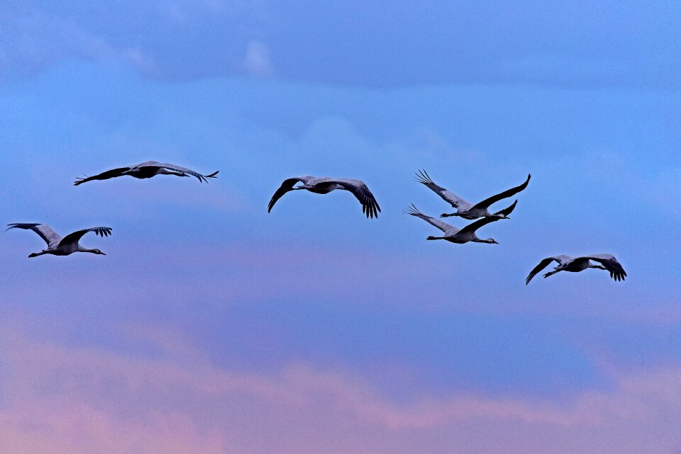 Blue hour migratory birds sunset
