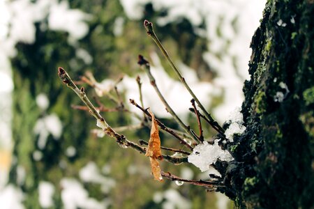 Winter cold nature