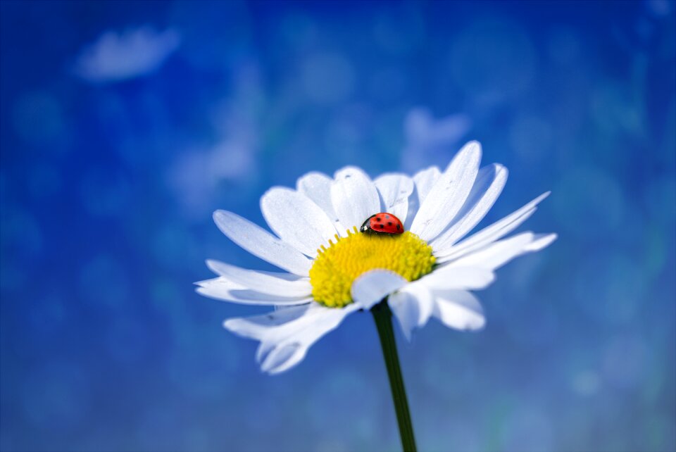 White flower nature blossom