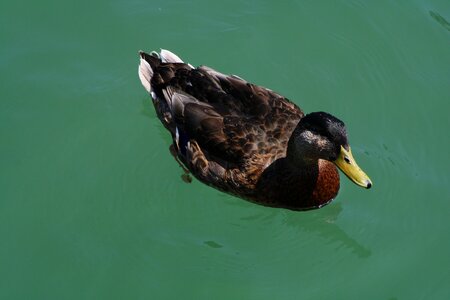 Nature close up lake constance