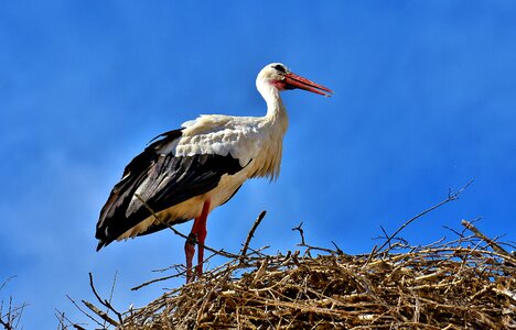 Plumage nature animal world photo