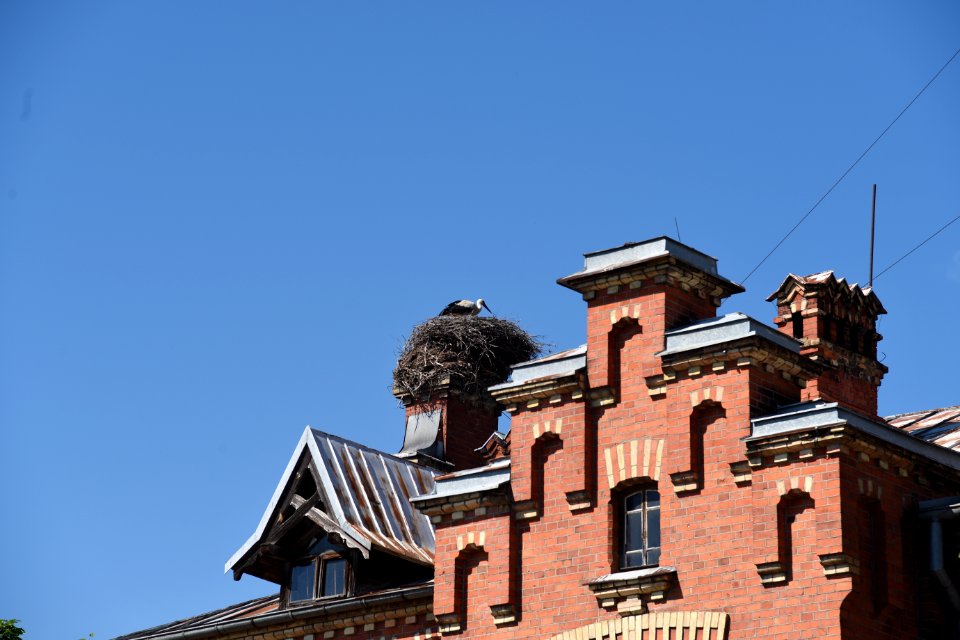 7225_June_2021_in_Białowieża