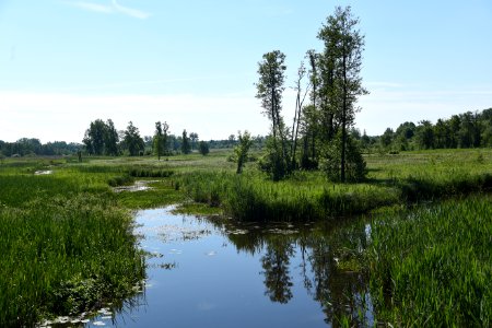 7226_June_2021_in_Białowieża