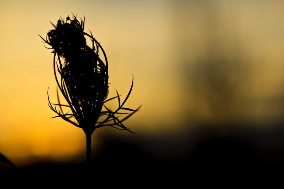 Plant flower nature