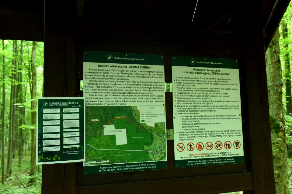 7264_Rezerwat_Pokazowy_Żubrów_w_Białowieży_June_2021