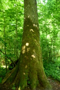 7246_June_2021_in_Białowieża_Forest