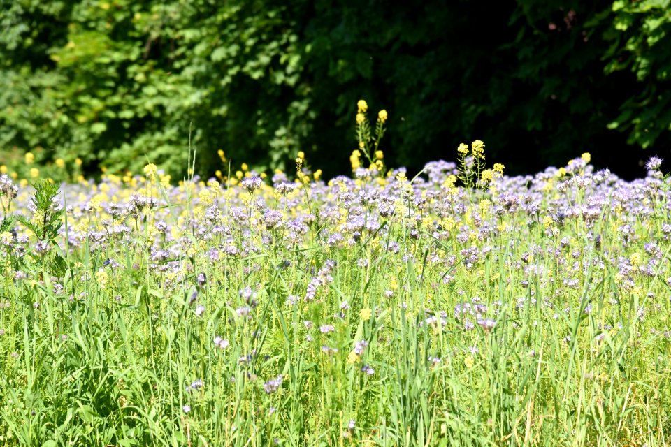 7211_June_2021_in_Białowieża