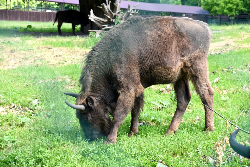 7270_Rezerwat_Pokazowy_Żubrów_w_Białowieży_June_2021