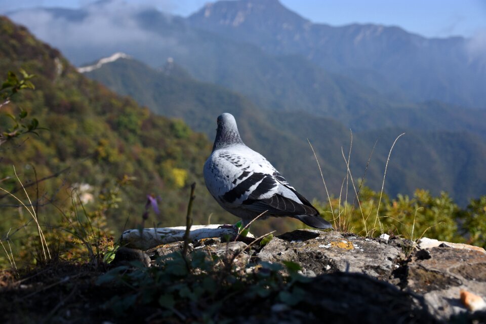 Pigeon bird nock