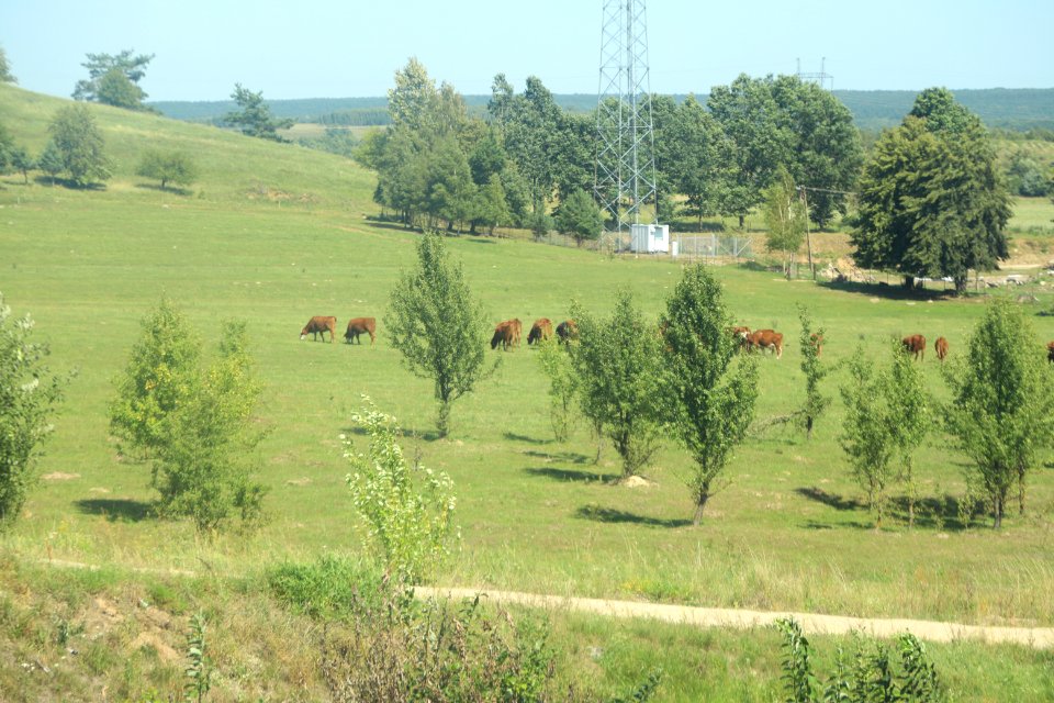 7309_Nature_in_Podlaski_Voivodeship