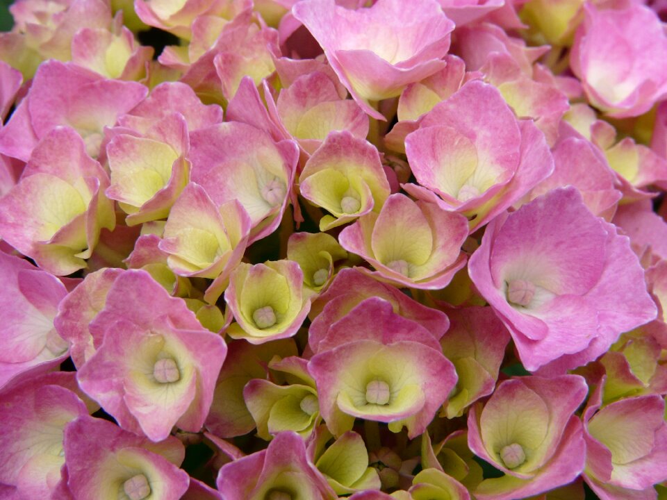 Summer the delicacy flowers
