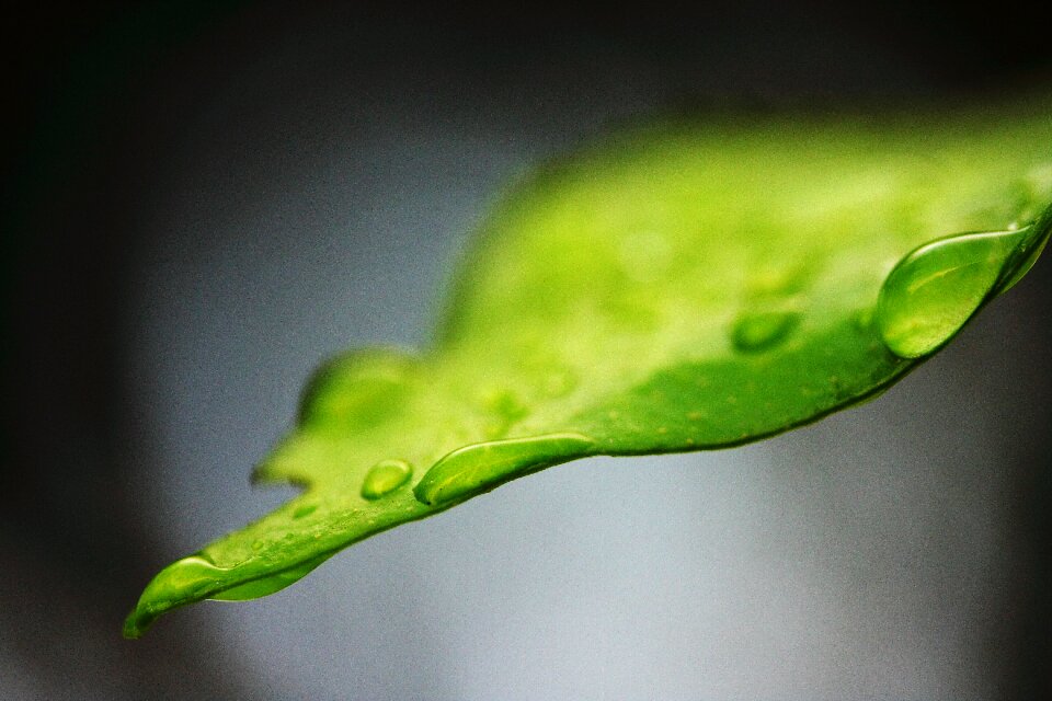 Peace background plant