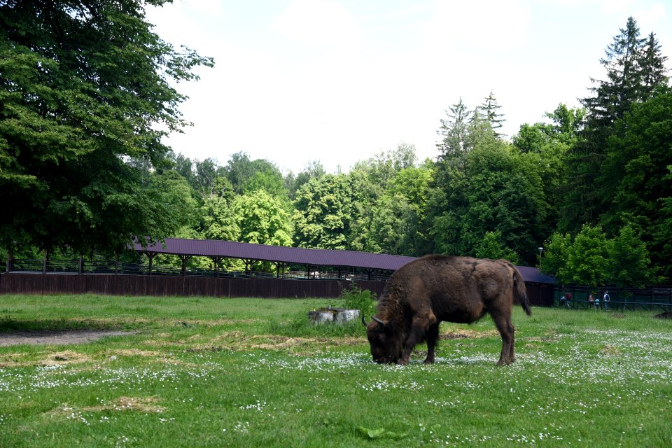 7272_Rezerwat_Pokazowy_Żubrów_w_Białowieży_June_2021