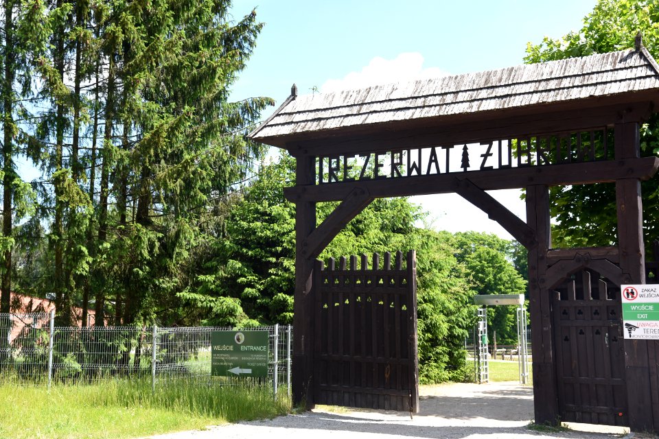 7266_Rezerwat_Pokazowy_Żubrów_w_Białowieży_June_2021