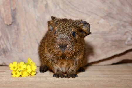 Cute rodent nager photo